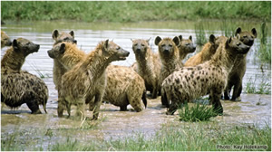 A Pack Of Spotted Hyenas